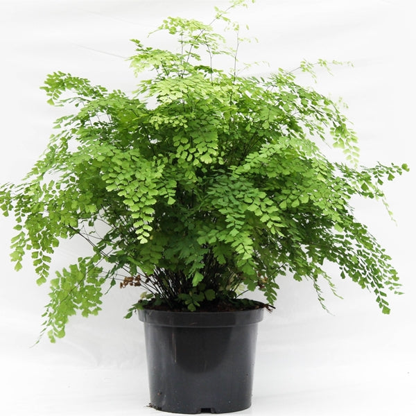Adiantum raddianum Fragrans 24Ø 50cm