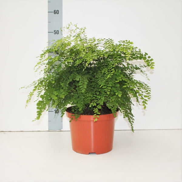 Adiantum raddianum Fragrans 24Ø 50cm
