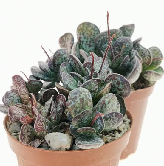 Adromischus Rupicola 10,5Ø 12cm