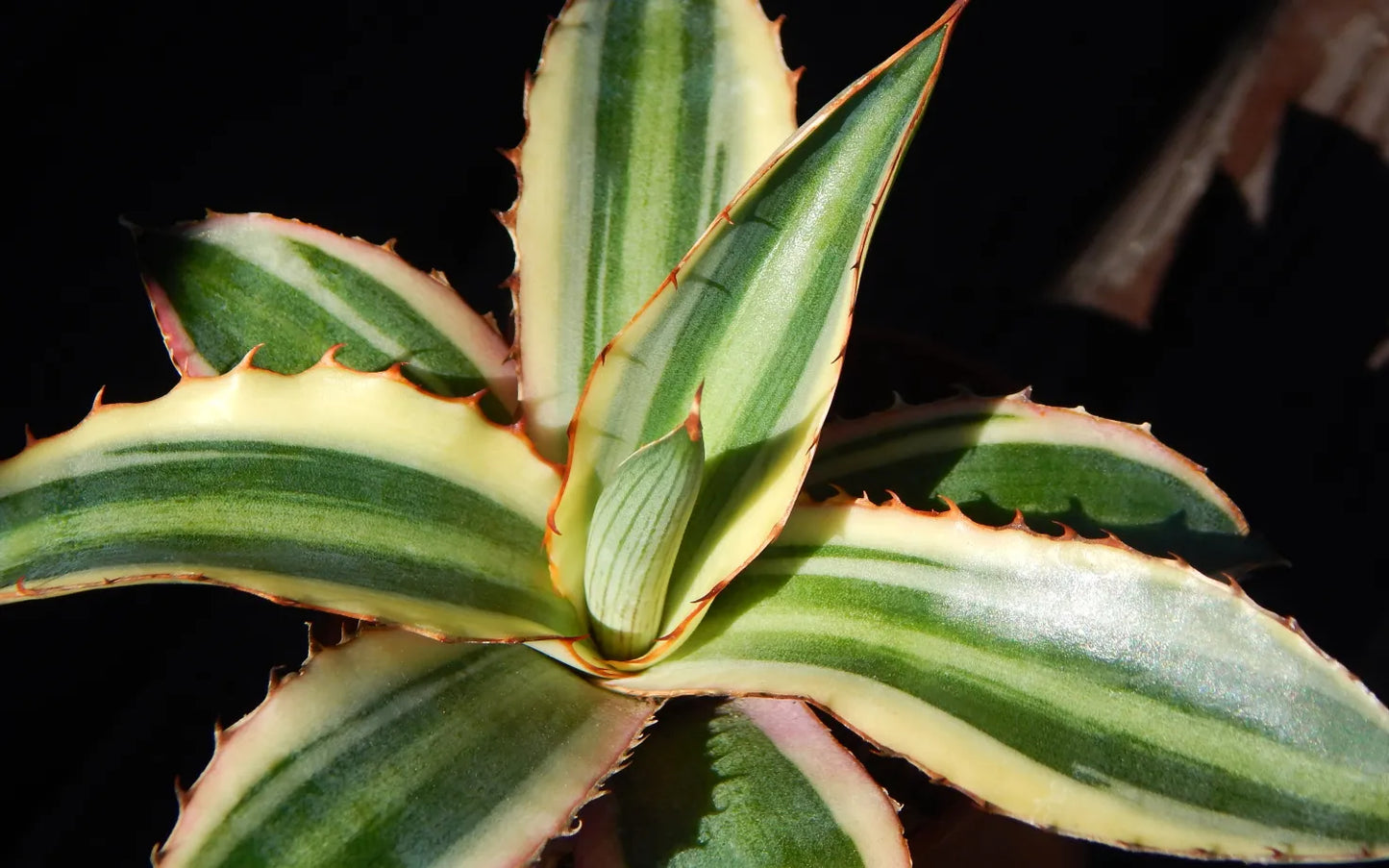 Agave Lophantha Quadricolor 13Ø 20cm