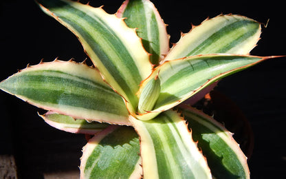 Agave Lophantha Quadricolor 13Ø 20cm