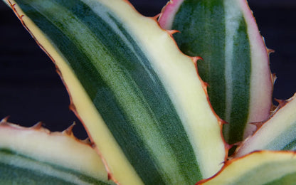 Agave Lophantha Quadricolor 13Ø 20cm