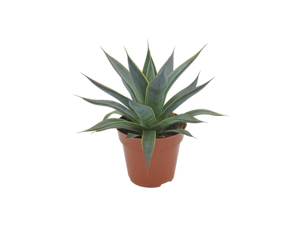 Agave angustifolia Shaka Koko 15Ø 25cm