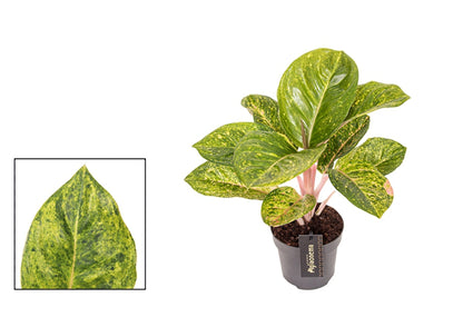 Aglaonema Apple Green 12Ø 35cm 1pp