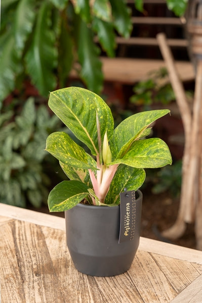 Aglaonema Apple Green 12Ø 35cm 1pp