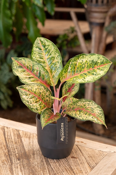 Aglaonema Carnival Queen 19Ø 50cm 1pp