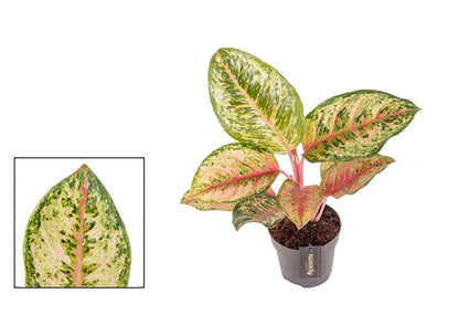 Aglaonema Carnival Queen 19Ø 50cm 1pp