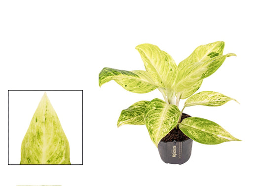 Aglaonema Citronelle 12Ø 30cm 1pc