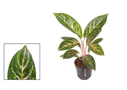 Aglaonema Coco Green 12Ø 45cm 1pp
