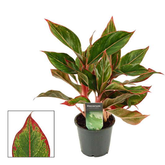 Aglaonema Crete 12Ø 35cm