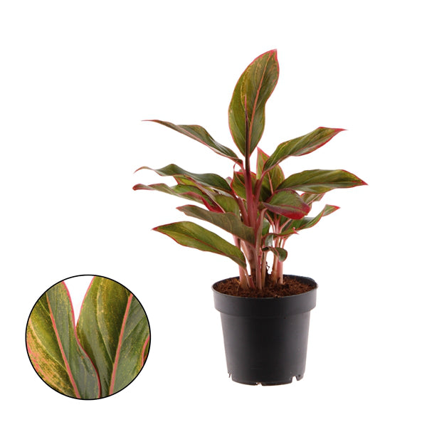 Aglaonema Crete Flame 12Ø 35cm 2pp