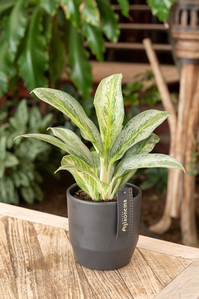 Aglaonema Emerald Stone 12Ø 35cm 1pp
