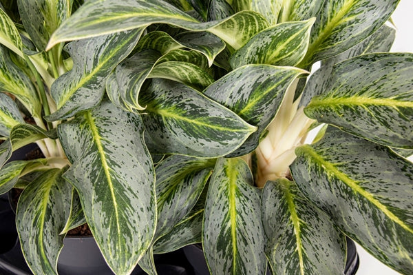 Aglaonema Emerald Stone 12Ø 35cm 1pp
