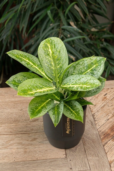 Aglaonema Lemon Mint 12Ø 40cm 1pp