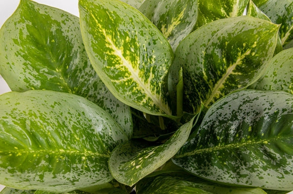 Aglaonema Lemon Mint 12Ø 40cm 1pp