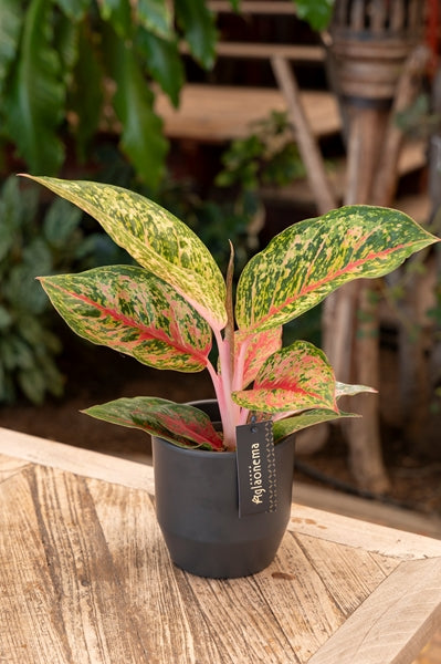 Aglaonema Lychee Red 12Ø 45cm 1pp