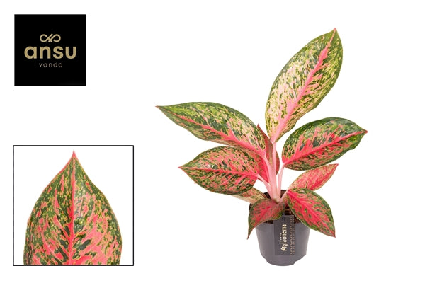 Aglaonema Lychee Red 12Ø 45cm 1pp