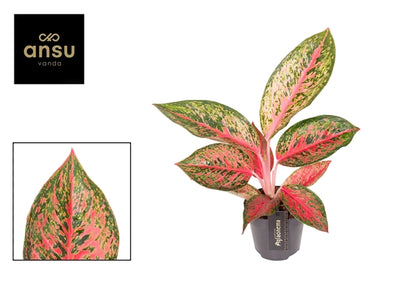 Aglaonema Lychee Red 12Ø 45cm 1pp