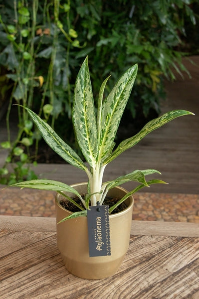 Aglaonema Matcha Lemon 19Ø 65cm 1pp