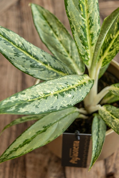 Aglaonema Matcha Lemon 19Ø 65cm 1pp