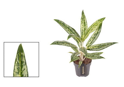 Aglaonema Matcha Lemon 19Ø 65cm 1pp