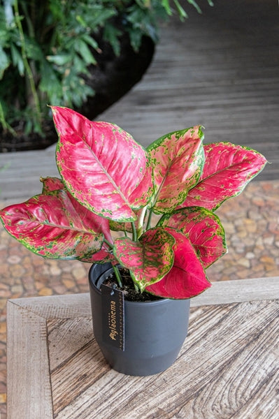 Aglaonema Red Joy 12Ø 30cm 1pp