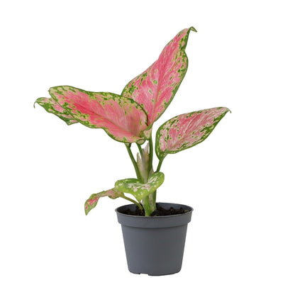 Aglaonema Red Valentine