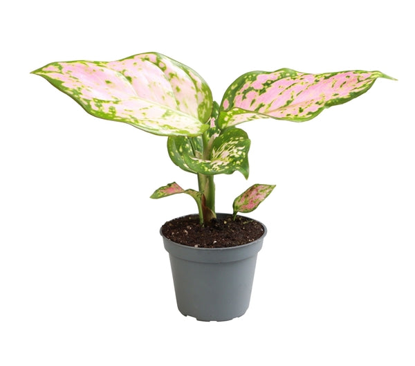 Aglaonema Red Valentine