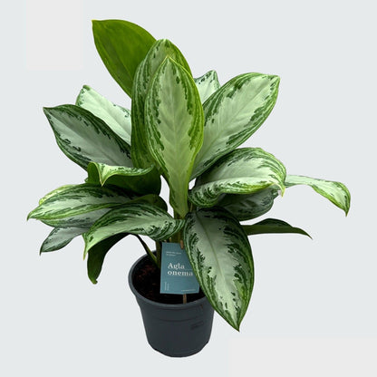 Aglaonema Silver Bay 17Ø 60cm 2pp
