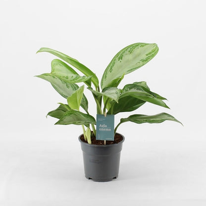 Aglaonema Silver Bay 17Ø 60cm 2pp