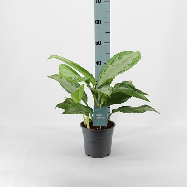 Aglaonema Silver Bay 17Ø 60cm 2pp