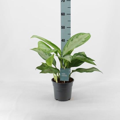 Aglaonema Silver Bay 17Ø 60cm 2pp