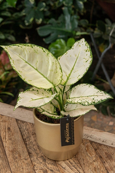 Aglaonema White Joy 12Ø 35cm 1pp