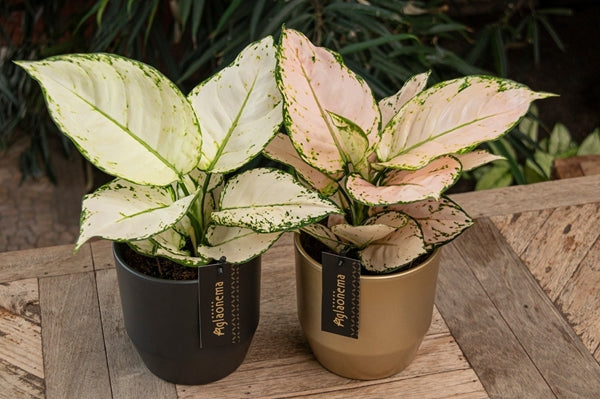 Aglaonema White Joy 12Ø 35cm 1pp