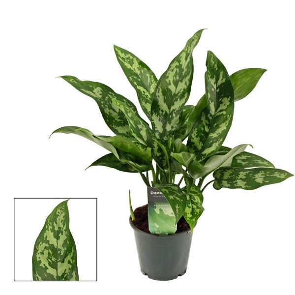 Aglaonema Maria 12Ø 35cm