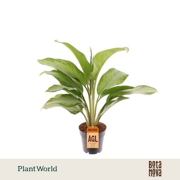 Aglaonema Silver Bay 14Ø 50cm