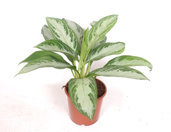 Aglaonema Silver Bay 14Ø 50cm