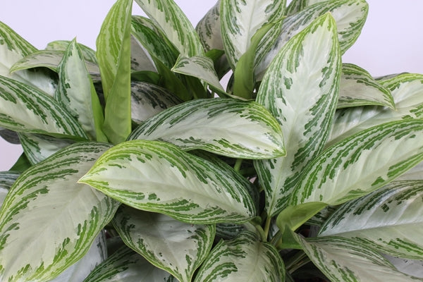 Aglaonema Silver Bay 14Ø 50cm