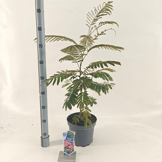 Albizia julibrissin Ombrella 23Ø 110cm