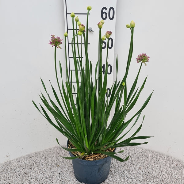 Allium Millenium 19Ø 55cm