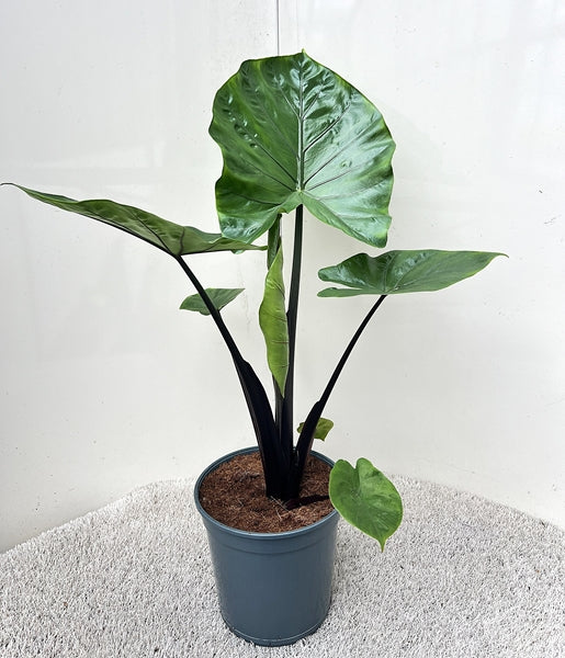 Alocasia Dark Star 21Ø 95cm 1pp