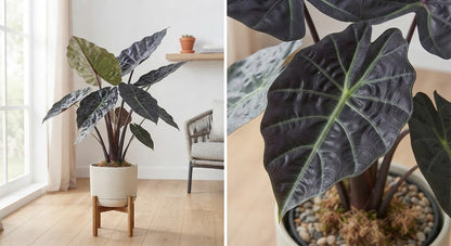 Alocasia Dark Star 21Ø 95cm 1pp