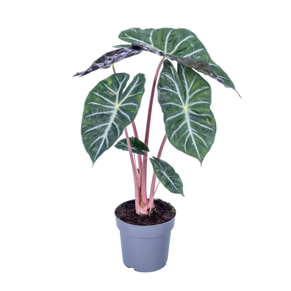 Alocasia Pink Dragon 17Ø 65cm 1pp