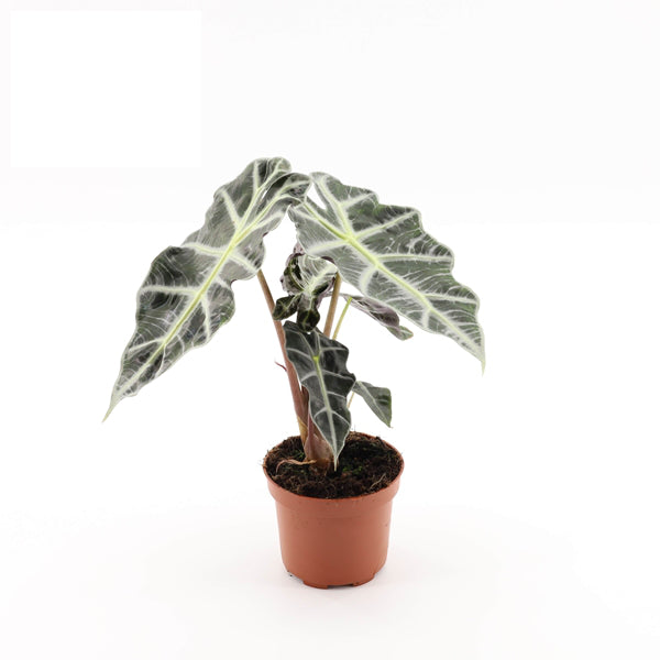 Alocasia Polly 12Ø 30cm