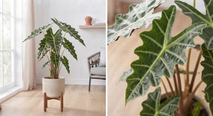 Alocasia Sumatra 14Ø 40cm 1pp