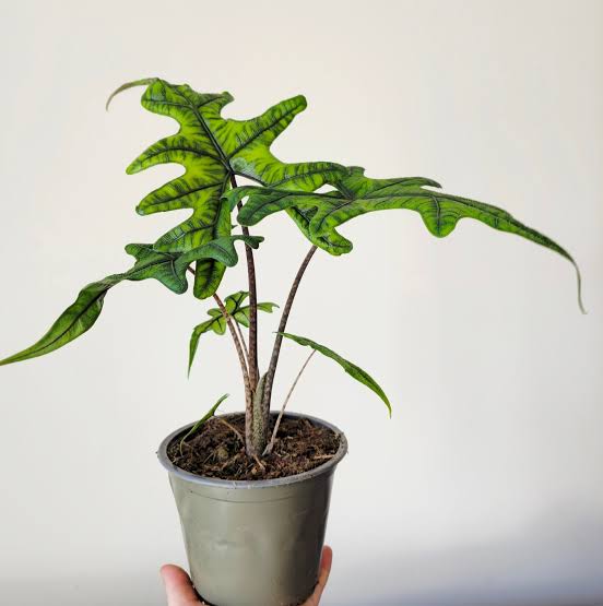 Alocasia Sumatra 14Ø 40cm 1pp