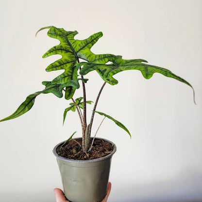 Alocasia Sumatra 14Ø 40cm 1pp