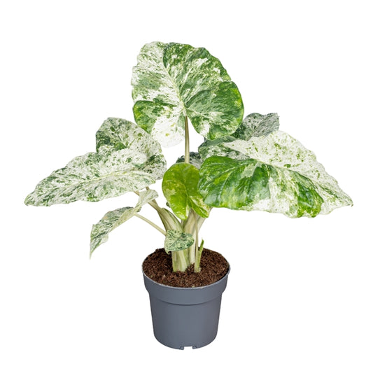 Alocasia Macrorrhiza Splash 14Ø 40cm