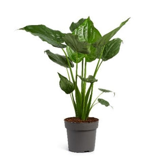 Alocasia cucullata 24Ø 130cm 1pp