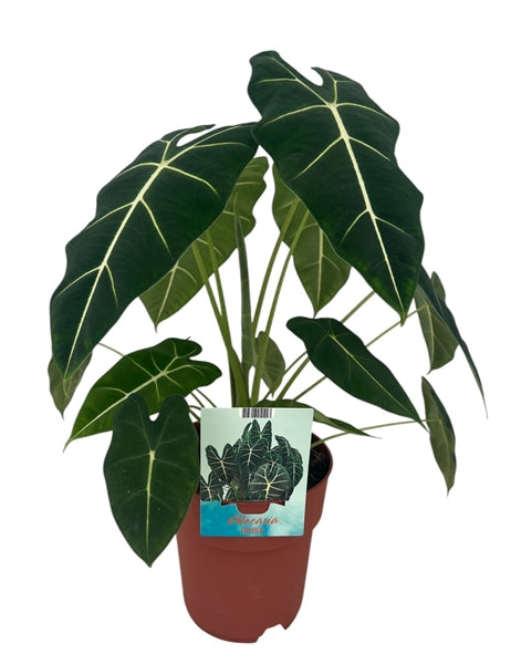 Alocasia micholitziana Frydek 19Ø 60cm 2pp